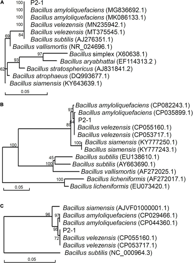 FIGURE 2