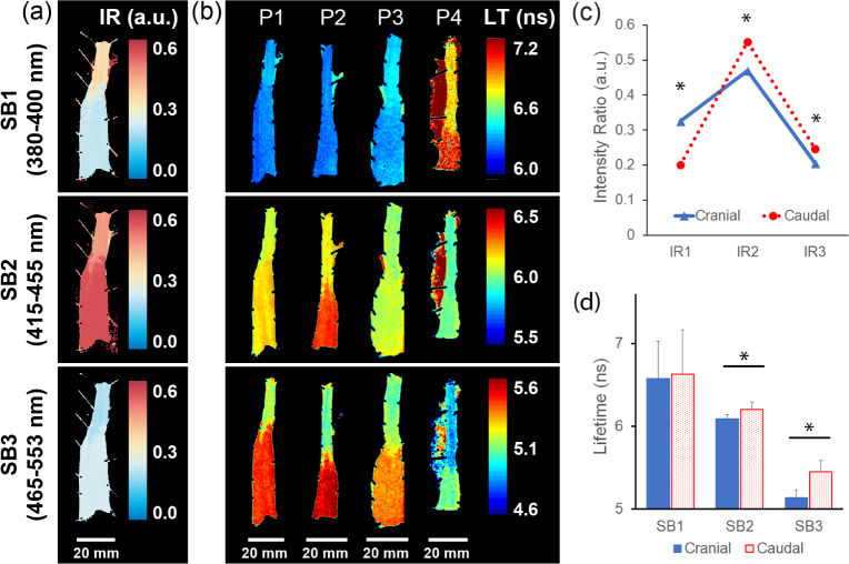 Fig. 3