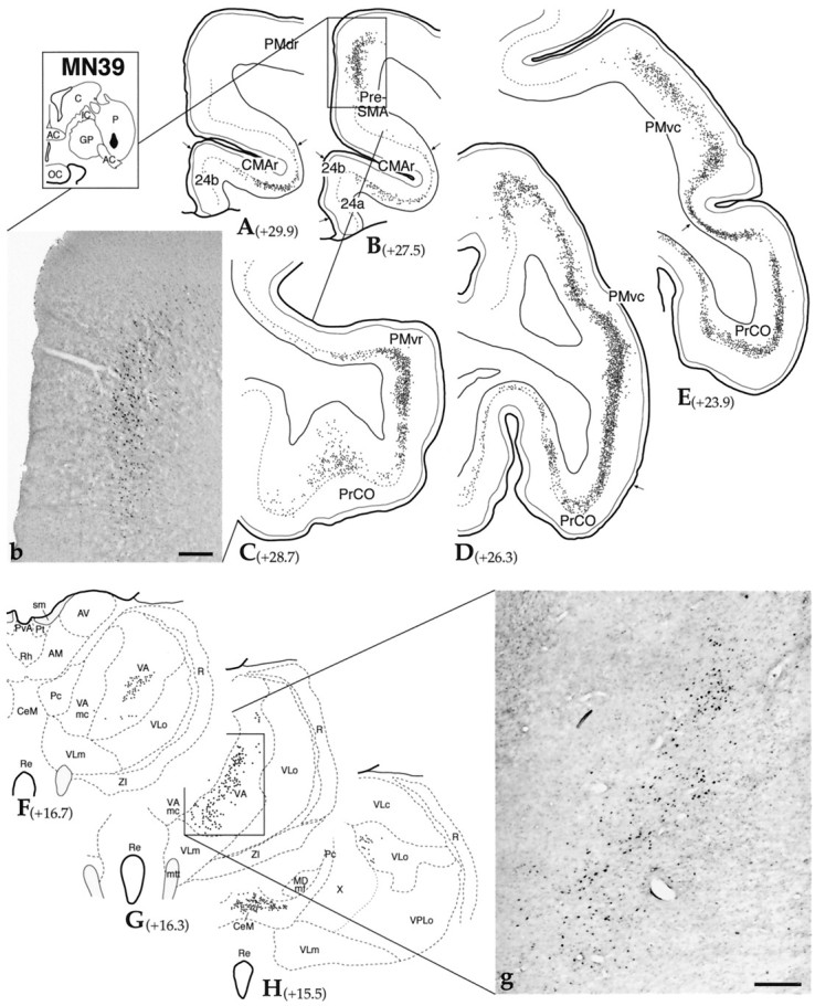 Fig. 8.