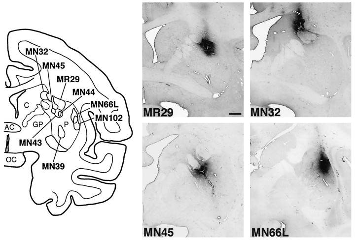 Fig. 1.