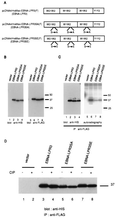 FIG. 5