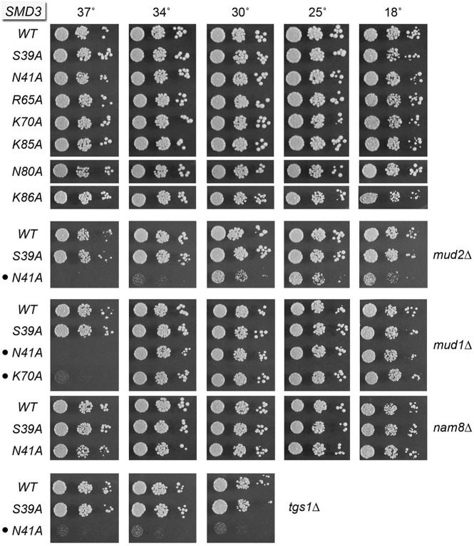 FIGURE 4.