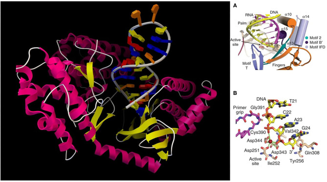 Figure 2