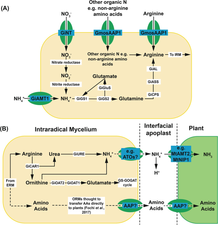 FIGURE 4