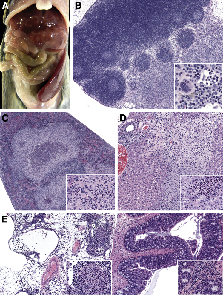 Figure 1