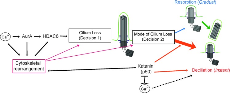 Fig 5