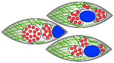 graphic file with name microorganisms-09-02516-i001.jpg