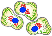 graphic file with name microorganisms-09-02516-i002.jpg