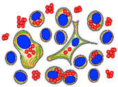 graphic file with name microorganisms-09-02516-i003.jpg