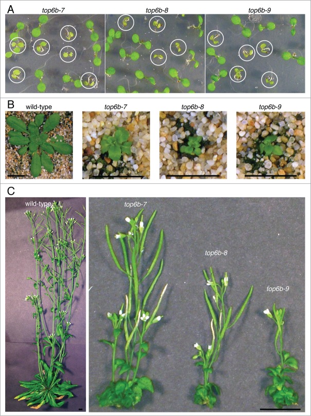 Figure 3.