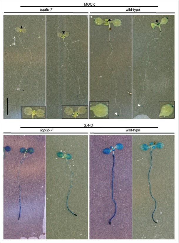 Figure 6.