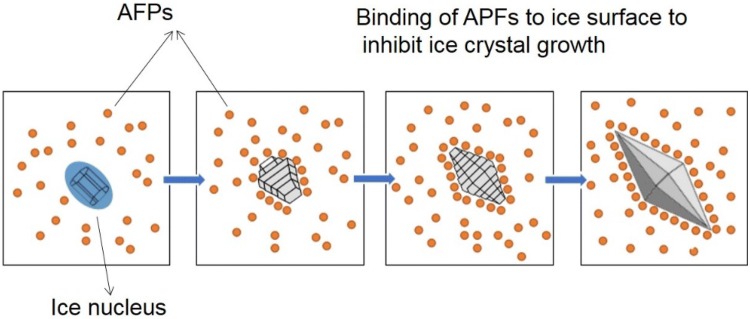 Fig. 2