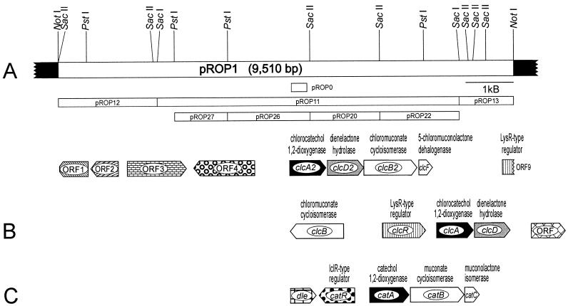 FIG. 2.