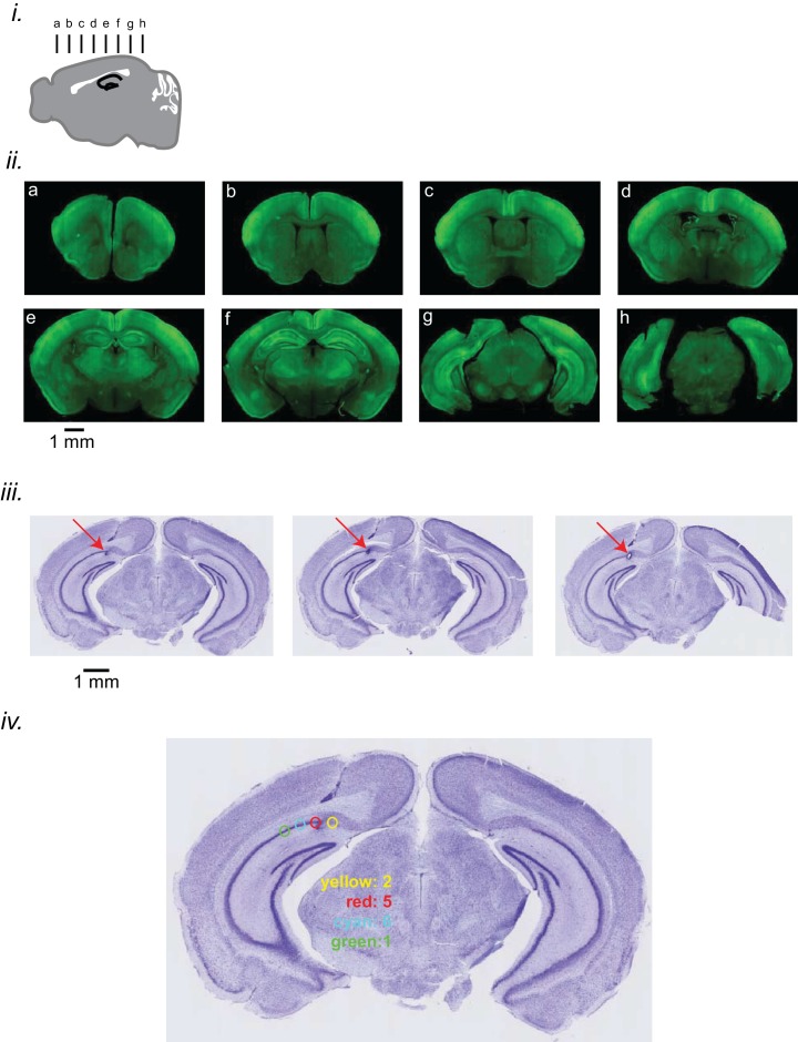 Figure 1—figure supplement 1.