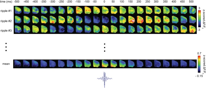 Figure 2—figure supplement 1.