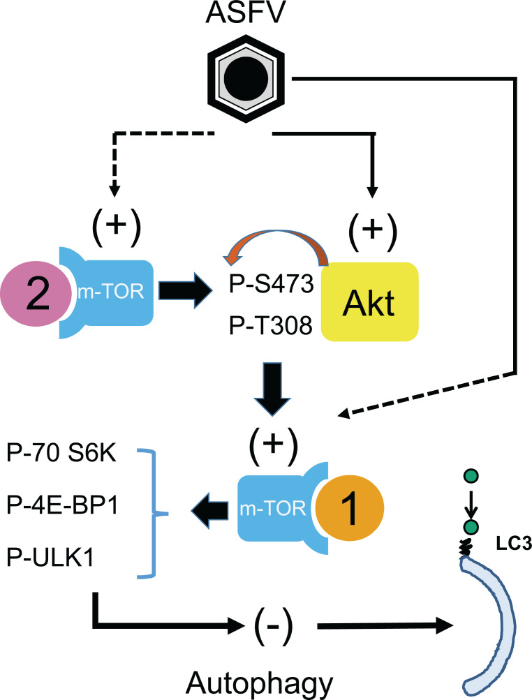 Fig. 6.