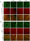 Figure 2—figure supplement 2.