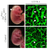 Figure 1—figure supplement 3.