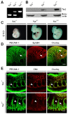 Figure 1—figure supplement 1.