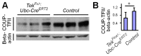 Figure 6—figure supplement 1.
