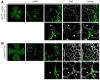 Figure 2—figure supplement 1.