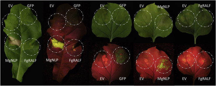 Fig. 4