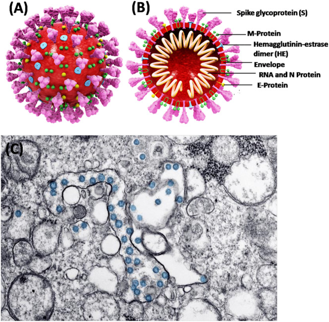 Fig. 1