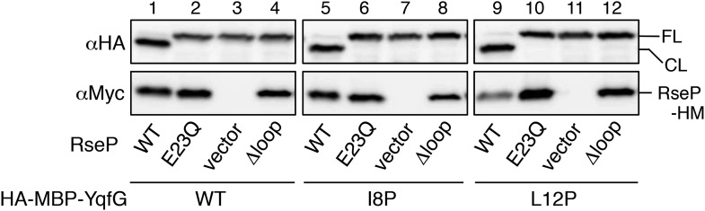 Figure 6—figure supplement 1.