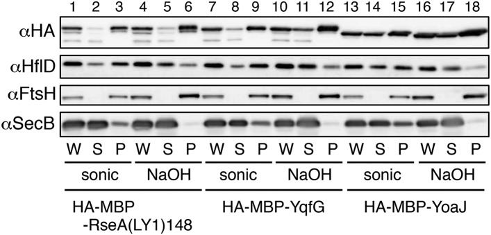 Figure 2—figure supplement 1.