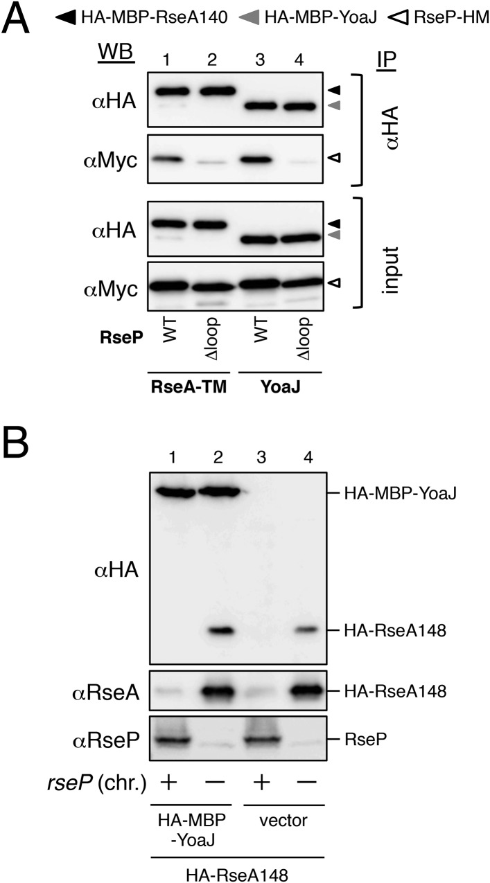 Figure 3—figure supplement 1.