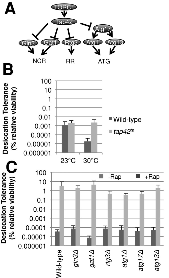 FIGURE 5: