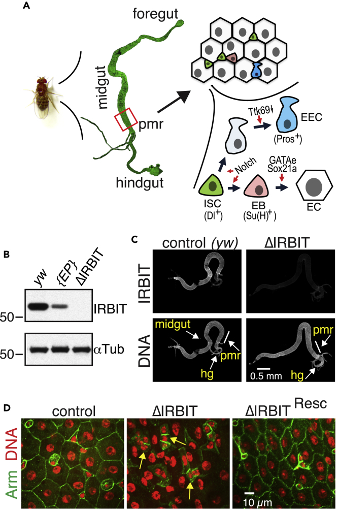 Figure 1