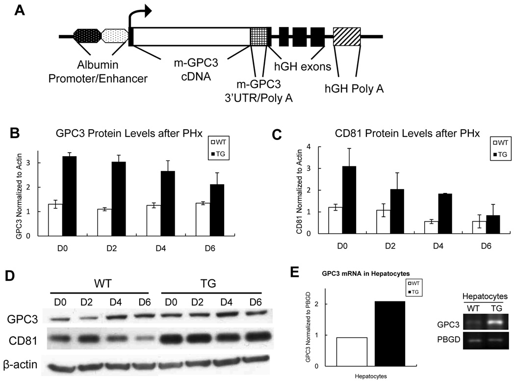Fig.1