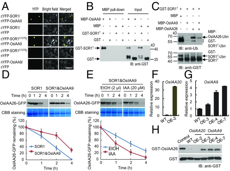 E3 ubiquitin ligase SOR1 regulates ethylene response in rice root by ...