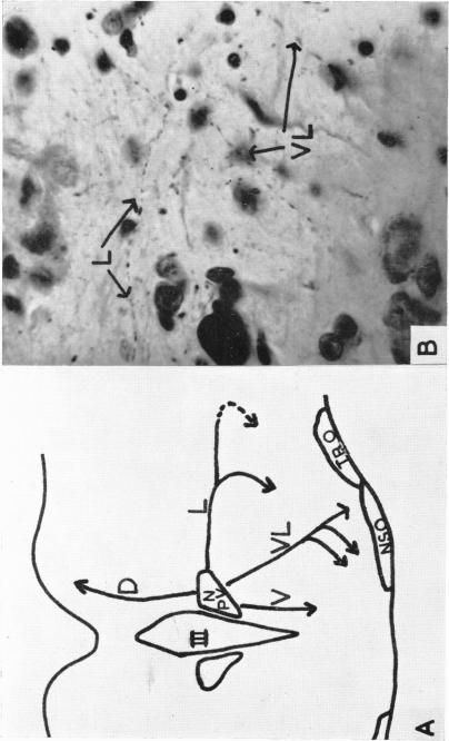 Fig. 13