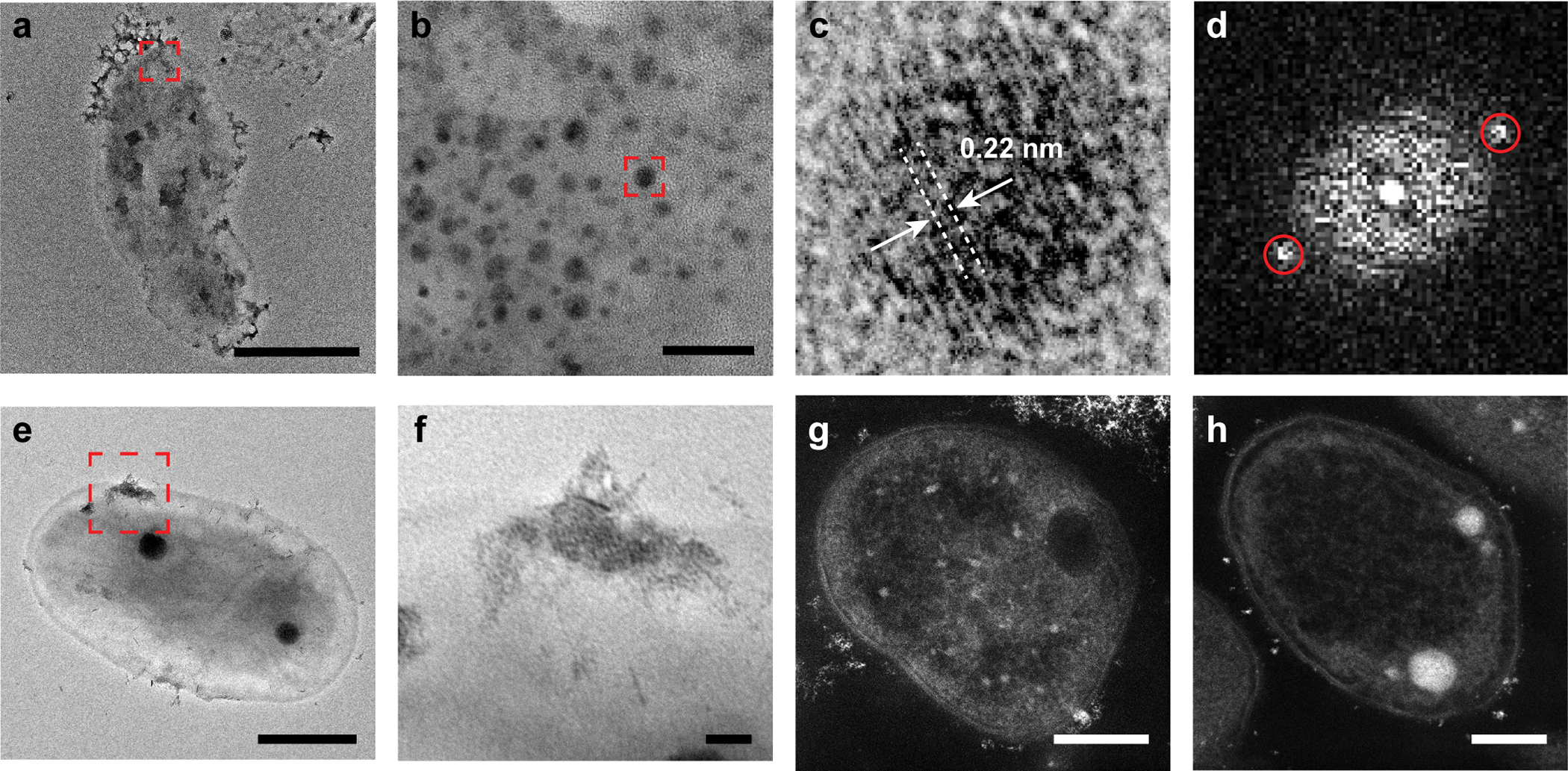 Extended Data Fig. 4