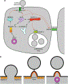 Fig. 5