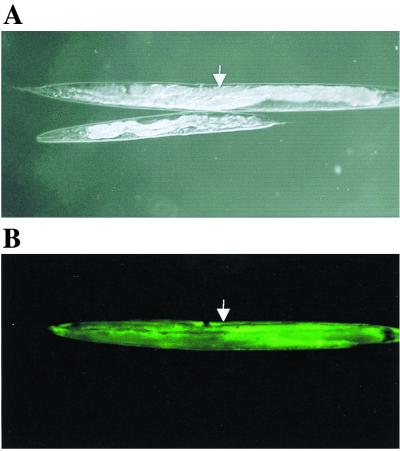 FIG. 5