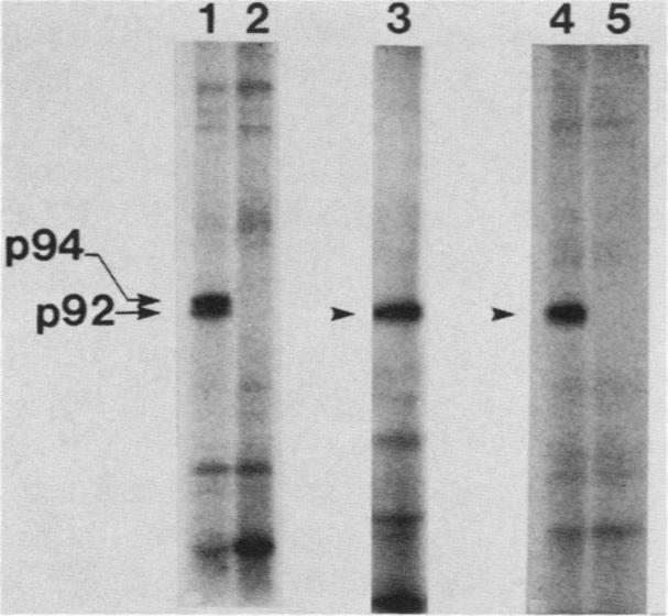 graphic file with name molcellb00106-0061-c.jpg