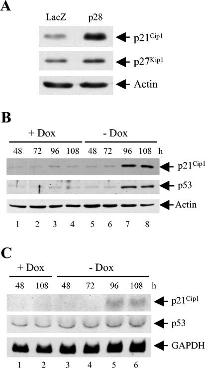 FIG. 6.