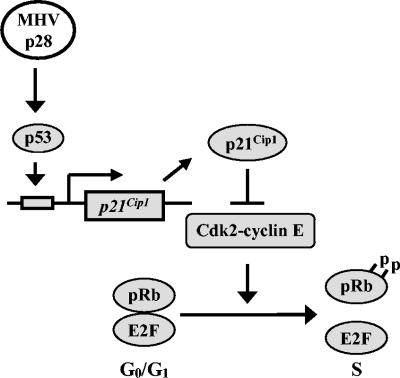 FIG. 8.