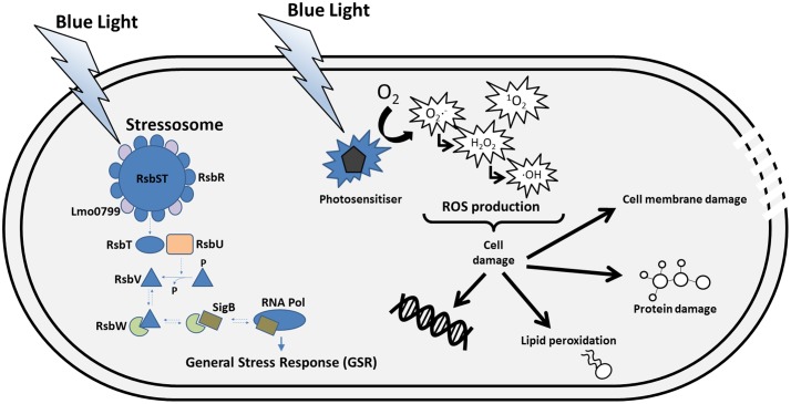 FIGURE 2