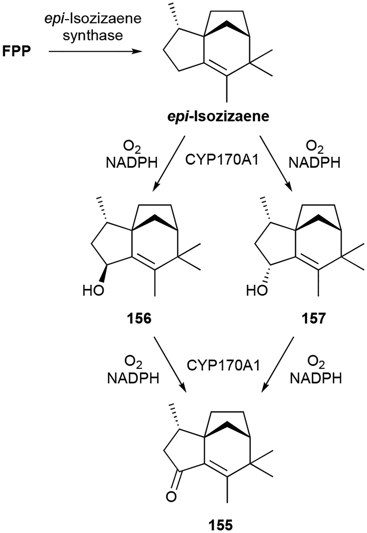 Scheme 5