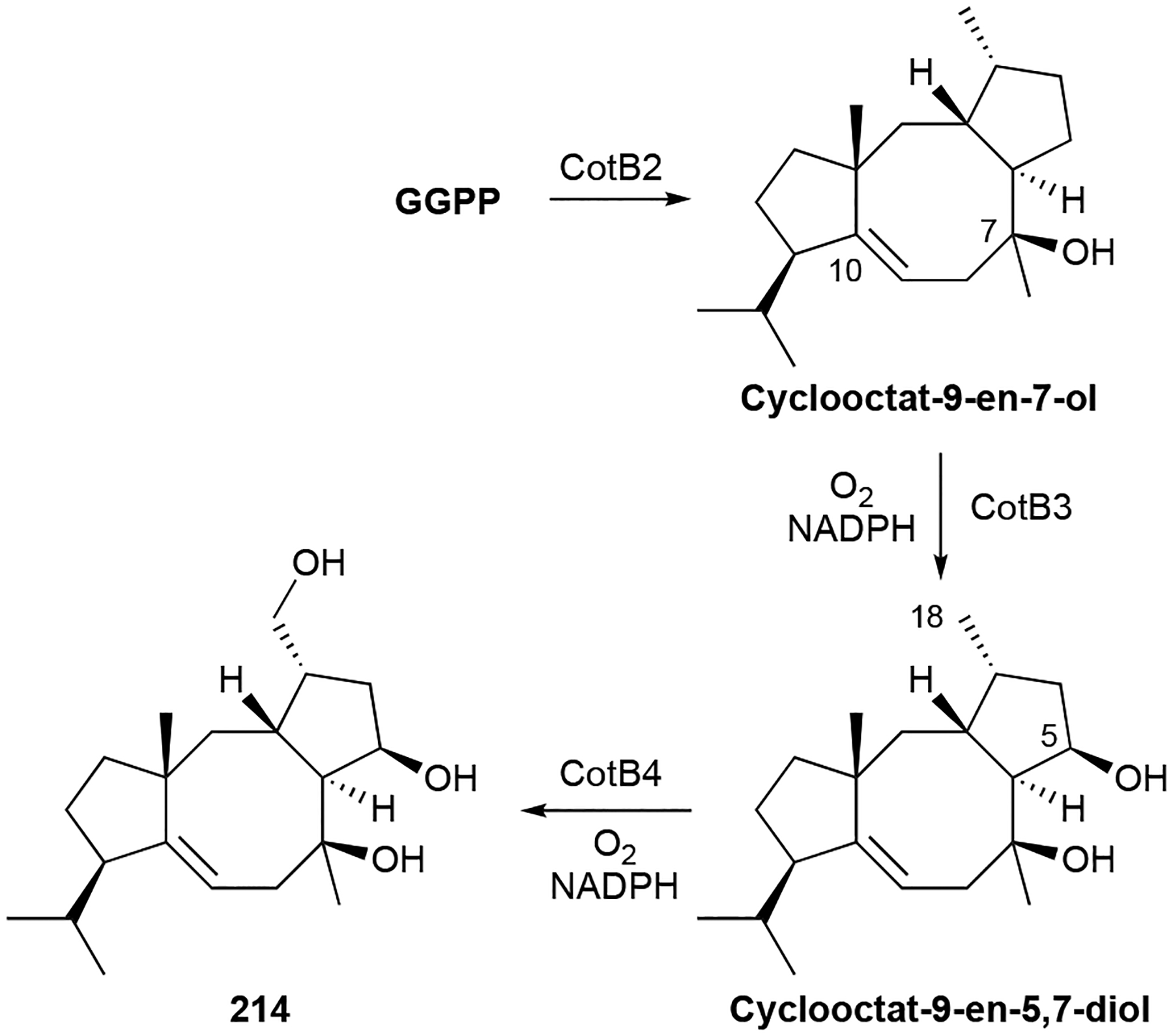 Scheme 8