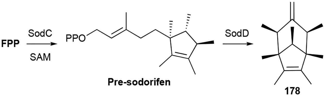 Scheme 6