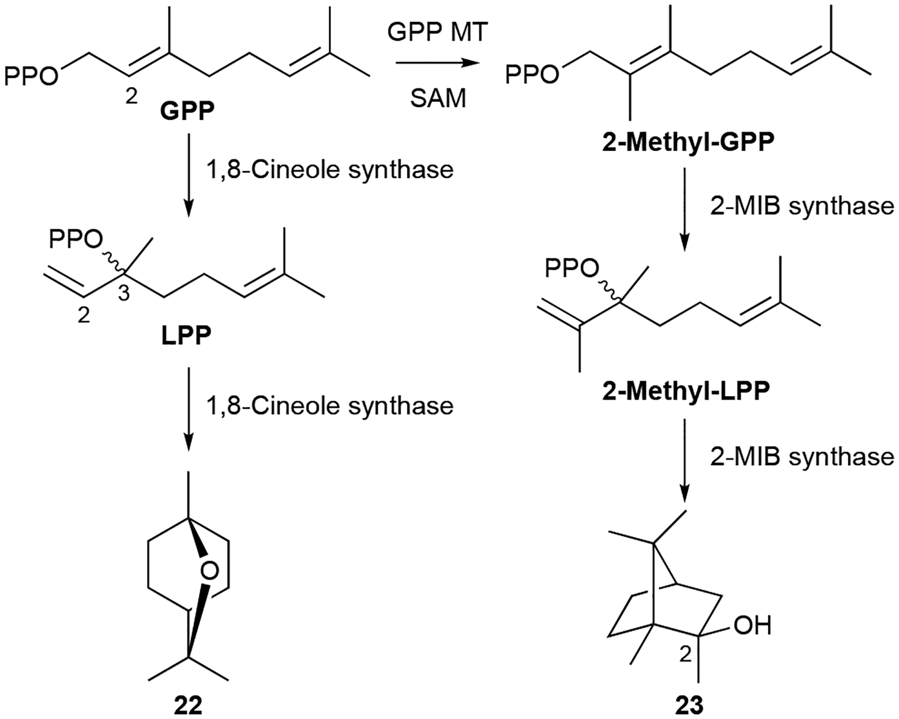 Scheme 2