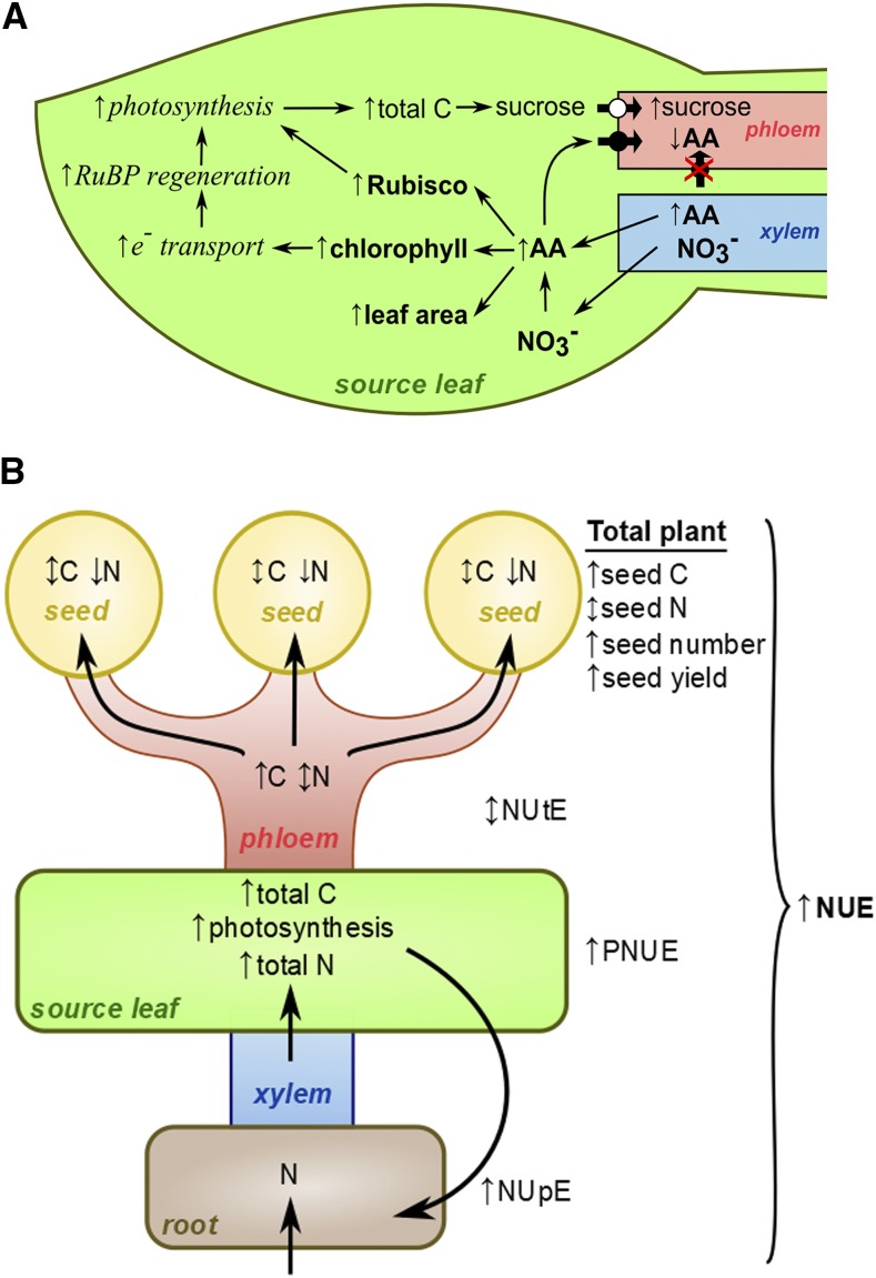 Figure 7.