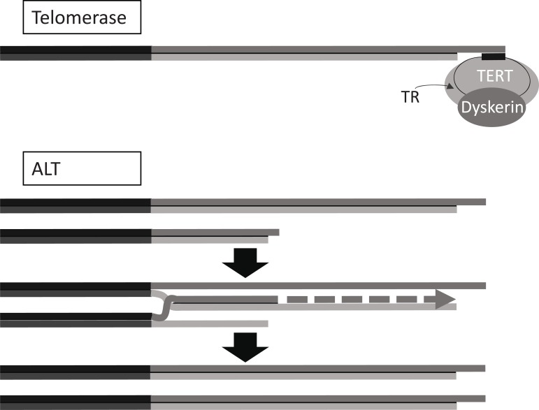 Fig. (4)