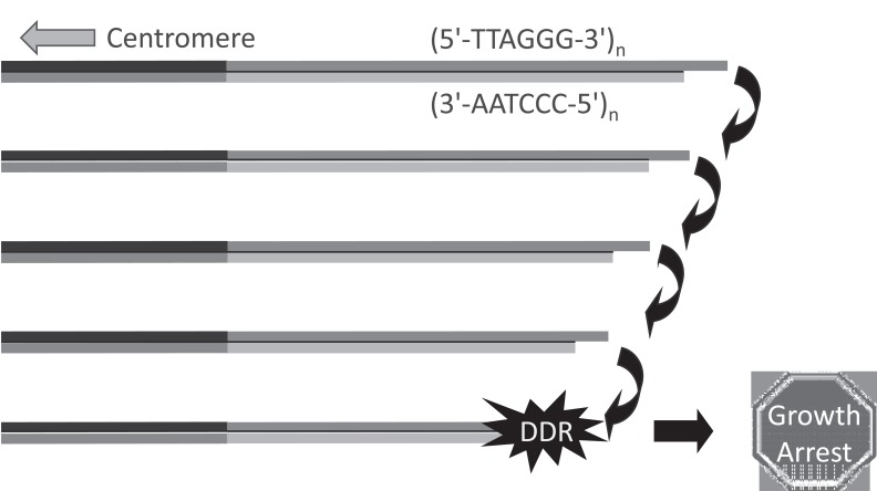 Fig. (1)