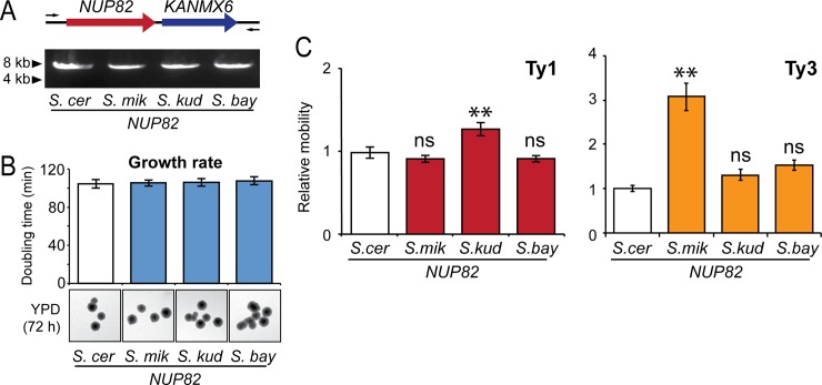 Fig 7